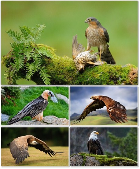 Хищные птицы разных видов на обоях для рабочего стола